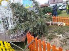 В Ровенской области ветер свалил новогоднюю елку. Дерево уже восстановили. Фото: КП Ровенский трест зеленого хозяйства