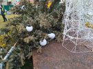 На Рівненщині вітер повалив новорічну ялинку. Зараз дерево вже відновили. Фото: КП Рівненський трест зеленого господарства