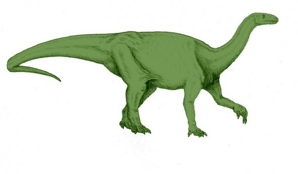 Реконструкция вида динозавра рода Camelotia
