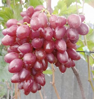 Ранній ­виноград Малиновий дзвін дозріває в ­середині ­серпня. Ягоди ­овальні, ­щільні, важать по 18–20 грамів. Цей сорт стійкий до грибків і морозів