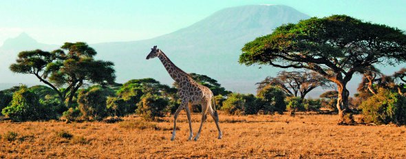 Жирафи в кенійському національному парку Масаї-Мара звикли до туристів й не тікають. У заповіднику живуть також стада слонів, буйволів, зебр, антилоп, багато гієн та гепардів 