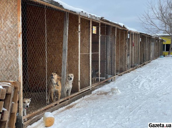 В «Сириус» чаще всего забирают беспризорных животных или тех, от которых отказываются хозяева