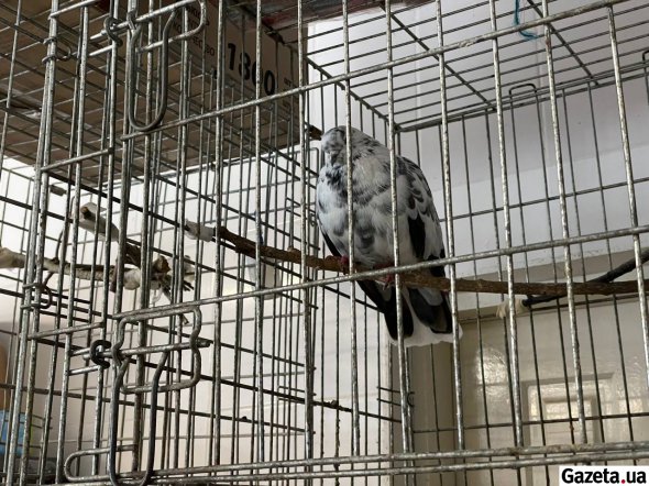 Коты, собаки и даже ежи да голуби – в «Сириусе» спасают всех