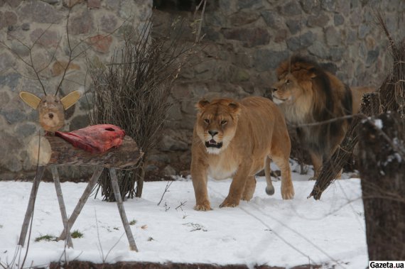 В Киевском зоопарке отмечают день рождения львов. К 13-летию львиного прайда подготовили квест. Животные имели возможность оказаться на настоящей охоте за едой. Мясные вкусности работники зверинца спрятали по всему вольеру