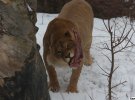 В Киевском зоопарке отмечают день рождения львов. К 13-летию львиного прайда подготовили квест. Животные имели возможность оказаться на настоящей охоте за едой. Мясные вкусности работники зверинца спрятали по всему вольеру