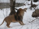 Всего в Киевском зоопарке проживают четыре льва - Геркулес, Кристина, Вилия и Дарья. Сюда их привезли из Калининграда в 7-месячном возрасте