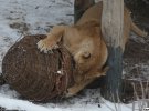 Всего в Киевском зоопарке проживают четыре льва - Геркулес, Кристина, Вилия и Дарья. Сюда их привезли из Калининграда в 7-месячном возрасте.