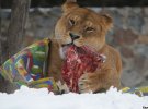 28 января, в свой день рождения, львы столичного зоопарка охотились за добычей и общались между собой, как в диких условиях.