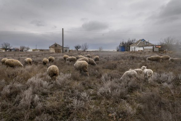 Овцы пасутся в Херсонской области, 19 января