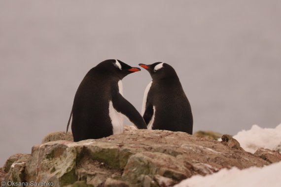До Дня Святого Валентина українські полярники опублікували фото “закоханих” пінгвінів