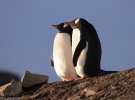 Це субантарктичні пінгвіни, які щороку повертаються до "Вернадського" навесні саме на шлюбний сезон