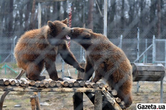 В медвежьем приюте "Домажир" живут 29 бурых медведей