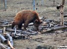 Всех медведей волонтеры спасли из цирков, ресторанов, зверинцев и притравочных станций