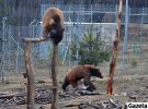 Этой зимой четверо медвежат не упали в зимнюю спячку