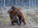 Медвежата активно играют в просторном вольере, бегают, лазают по деревьям и лакомятся корой