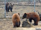 Медвежата, которым недавно исполнился год, в приюте с лета
