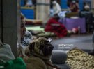 Фото: Andrea Carrubba/Anadolu Agency/Getty Images