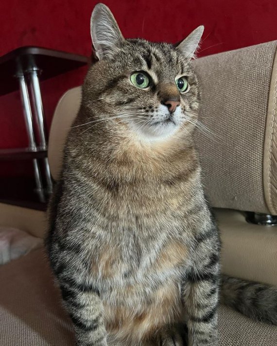 Звезда соцсетей - харьковский кот Степан, услышавший первые взрывы в  родном городе, покинул Украину