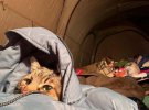 Звезда соцсетей - харьковский кот Степан, услышавший первые взрывы в  родном городе, покинул Украину