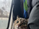 Зірка соцмереж - харківський кіт Степан, який почув перші вибухи у рідному місті, покинув Україну