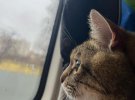 Зірка соцмереж - харківський кіт Степан, який почув перші вибухи у рідному місті, покинув Україну