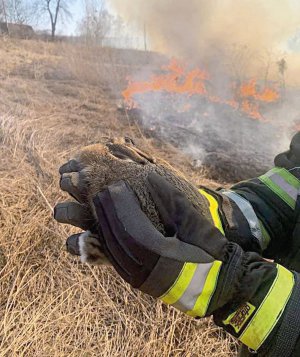 Пожежники врятували з вогню зайченя в селі Кнісело Львівського району на Львівщині 25 березня. У звіра трохи обгоріла шерсть, мав зневоднення. — Зайча привезли в пожежну частину, — кажуть у Держслужбі з надзвичайних ситуацій. — Йому пощастило вижити. Траву палять щодня. Сотні тварин горять живцем. Того дня на Львівщині було 87 пожеж. Горіла суха трава території в понад 31 га.