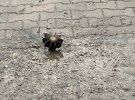 На звільненій від окупантів території залишаються вибухонебезпечні пристрої. Тут працюють сапери.