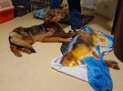 Врятованим з притулку Бородянки тваринам надають ветеринарну допомогу