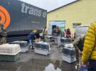Волонтери вивозять перших тварин з бородянського притулку
