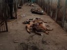 У Бородянському комунальному притулку загинули собаки, які місяць просиділи зачиненими в клітках, поки селище перебувало в окупації