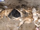 У Бородянському комунальному притулку загинули собаки, які місяць просиділи зачиненими в клітках, поки селище перебувало в окупації