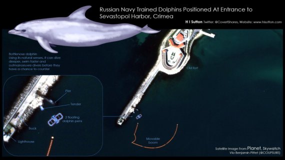 РФ тренує морських ссавців для захисту військово-воєнного флоту