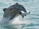 Росія вже має досвід навчання дельфінів для використання їх у військових цілях
