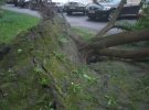 В Киеве сильный ветер вырывает деревья с корнями