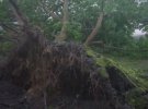 У Києві сильний вітер вириває дерева з корінням