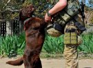 Воїн ЗСУ з собакою