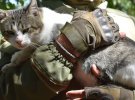 Воин ВСУ с котом
