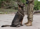Собачка Вєста займається пошуком мінно-вибухових засобів