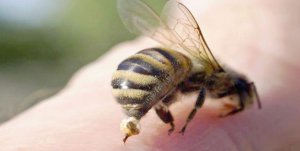 Місце укусу бджоли варто промити водою та милом, на 10 хвилин прикласти холодний компрес або лід. Це завадить набряку