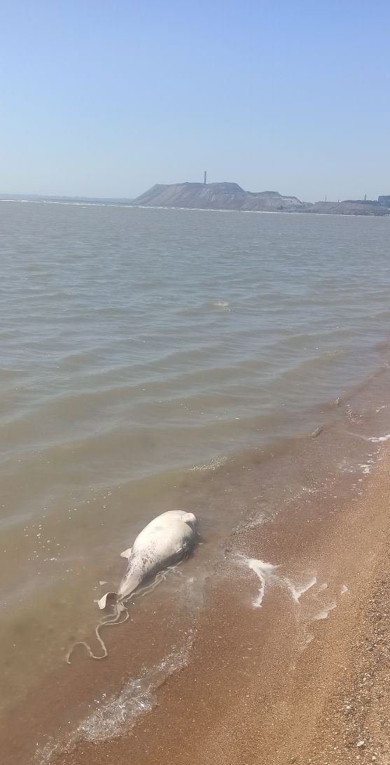 В Азовском море начала умирать рыба