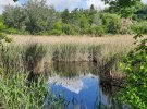 "Киевзеленстрой" создаст проект экопарка на Совских прудах