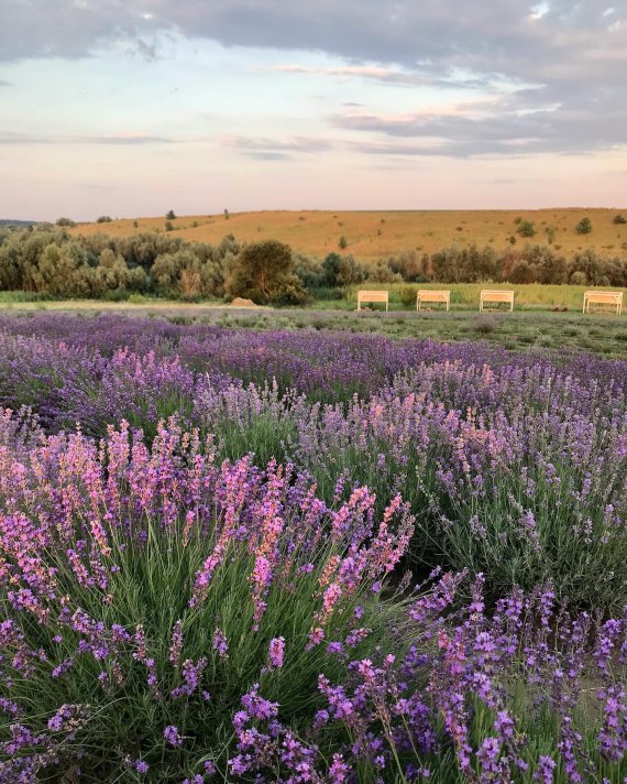 Під Києвом відкривають лавандовий парк. Як виглядає