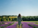 Під Києвом відкривають лавандовий парк. Як виглядає