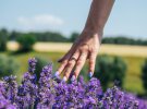 Під Києвом відкривають лавандовий парк. Як виглядає