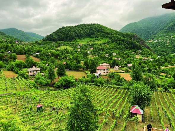 Виноградне поле в грузинському гірському автономному регіоні Аджарія