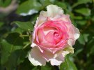 У житомирському садочку квітнуть унікальні троянди