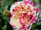 В житомирском садике цветут уникальные розы