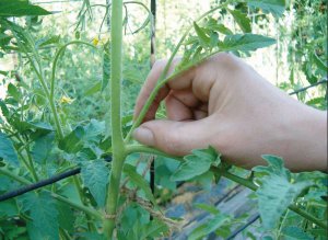 Пасинки — відростки, що ростуть з пазухи куща помідора. Короткі відщипують пальцями, довші 5 сантиметрів — відрізують ножицями або секатором