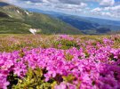Червоною рутою називають рододендрон миртолистий. Ця гірська квітка росте на Чорногірському та Мармароському хребтах українських Карпат.