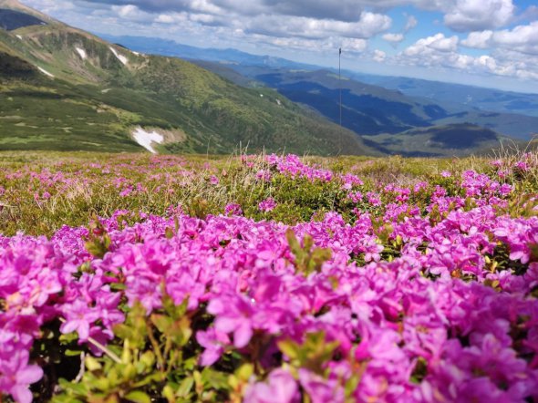 Красной рутой называют рододендрон миртолистный. Этот горный цветок растет на Черногорском и Мармаросском хребтах украинских Карпат.